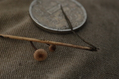 Crinipellis scabella