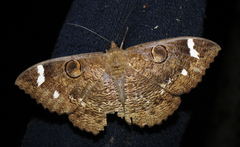 Erebus hieroglyphica