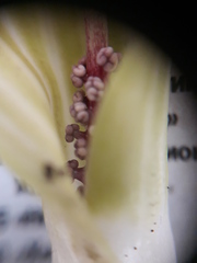 Arisaema amurense