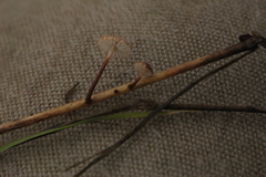 Crinipellis scabella