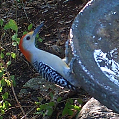 Melanerpes aurifrons × carolinus