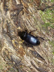 Aztecarpalus schaefferi