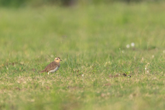 Charadrius asiaticus
