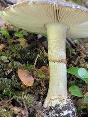 Amanita nothofagi