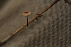 Crinipellis scabella