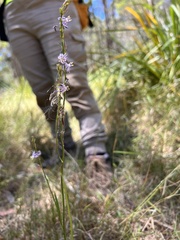 Caesia parviflora vittata