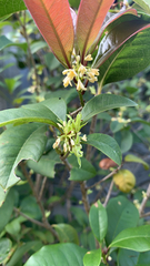Osmanthus fragrans