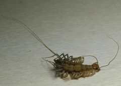 Scutigera coleoptrata