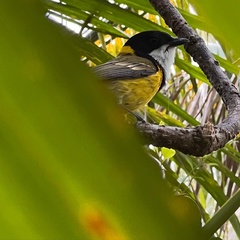 Pachycephala pectoralis contempta