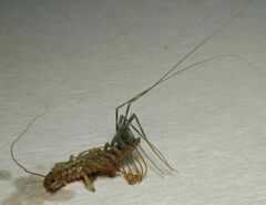 Scutigera coleoptrata