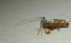 Scutigera coleoptrata