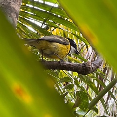 Pachycephala pectoralis contempta
