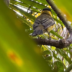 Pachycephala pectoralis contempta