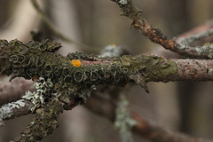 Melanohalea exasperata