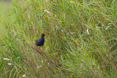 Porphyrio alleni