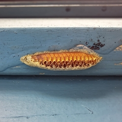 Orthodera