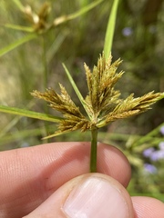 Cyperus polystachyos