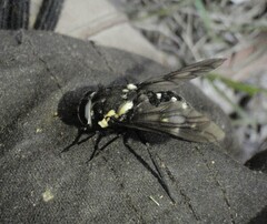 Triclista guttata