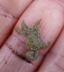 Neohymenicus pubescens