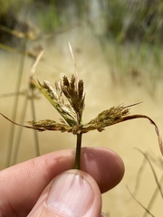 Cyperus polystachyos