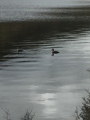 Podiceps cristatus australis