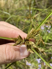 Cyperus polystachyos