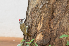 Campethera bennettii