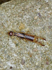 Labidura riparia
