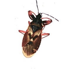 Gastrodes abietum