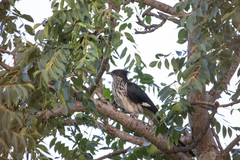 Clamator levaillantii