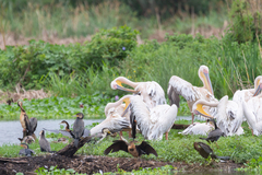 Pelecanus onocrotalus