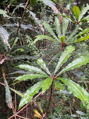 Anopterus macleayanus