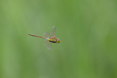 Anax ephippiger