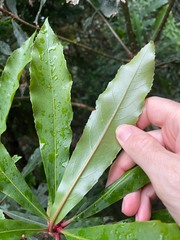 Anopterus macleayanus