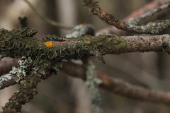 Melanohalea exasperata