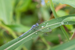 Hemistigma albipunctum