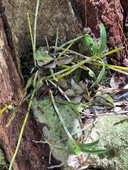 Dendrobium gracilicaule