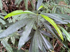 Elaeocarpus kirtonii