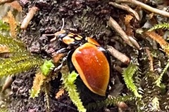 Australoneda bourgeoisi