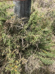 Lycium ferocissimum