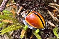 Australoneda bourgeoisi