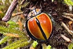 Australoneda bourgeoisi