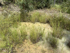 Cyperus polystachyos
