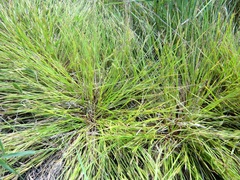 Carex secalina