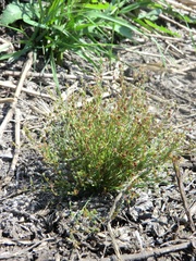 Juncus sphaerocarpus