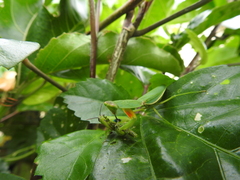 Orthodera