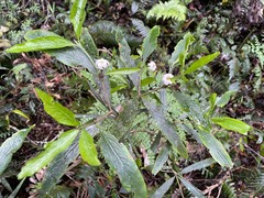 Atractocarpus chartaceus