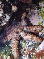 Coscinasterias tenuispina