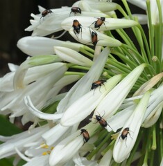 Phyllotocus rufipennis