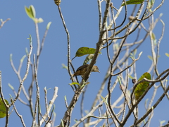 Iole propinqua